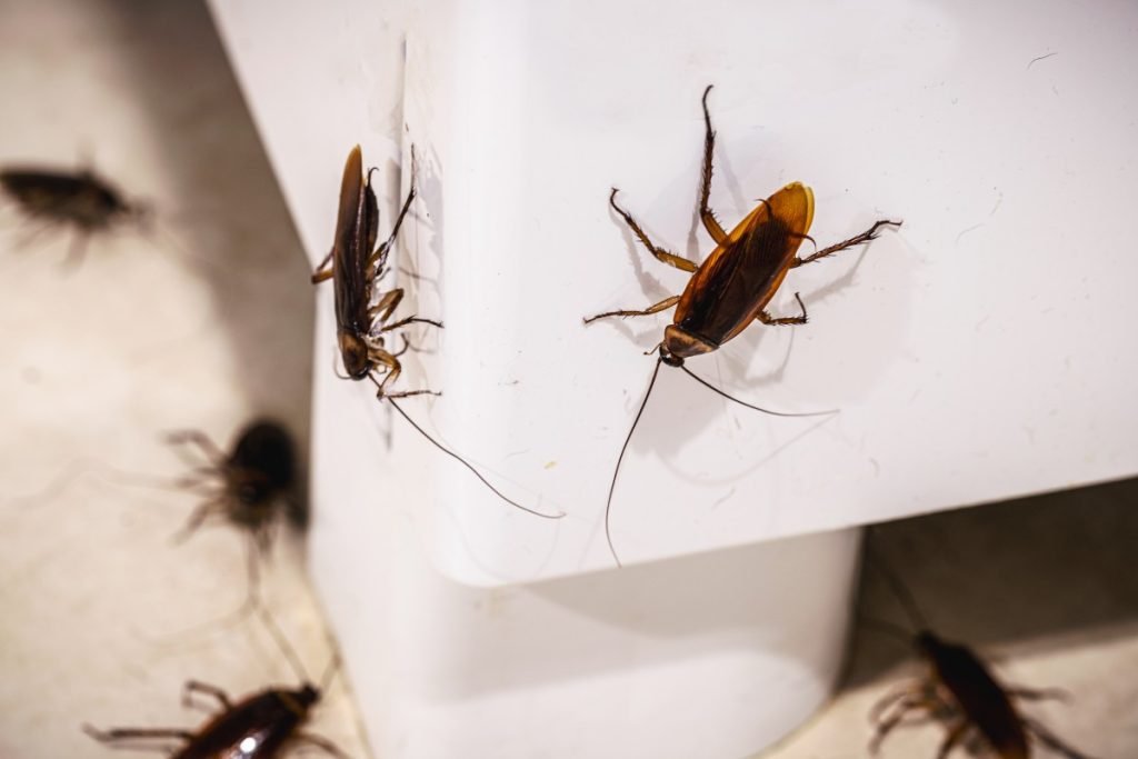 Pest control