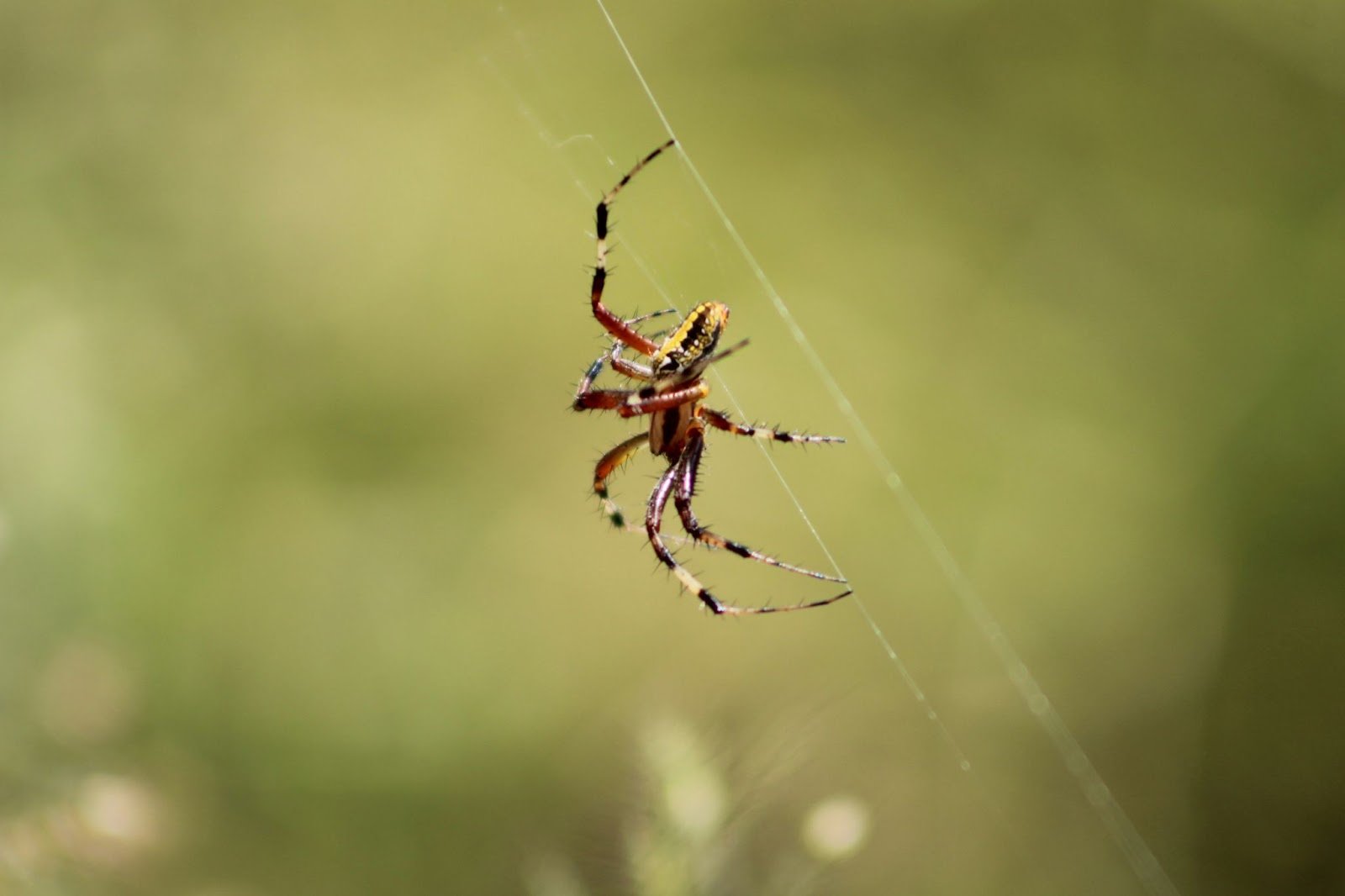 Spider