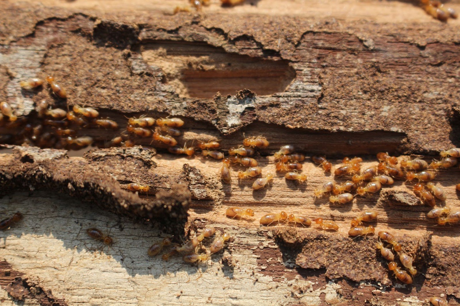 Termite treatment