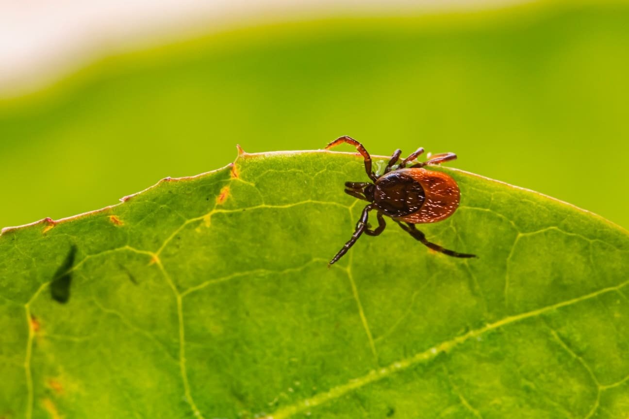 Tick Control